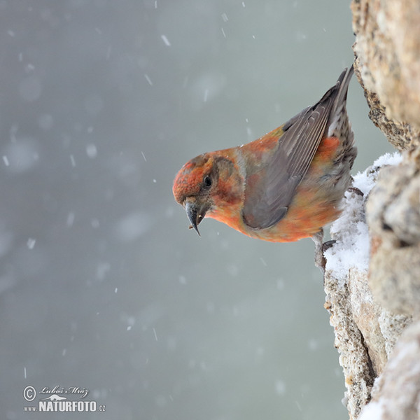 Red Crossbill (Loxia curvirostra)