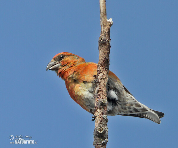 Red Crossbill (Loxia curvirostra)