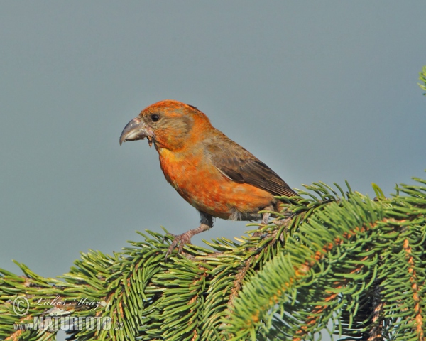 Red Crossbill (Loxia curvirostra)