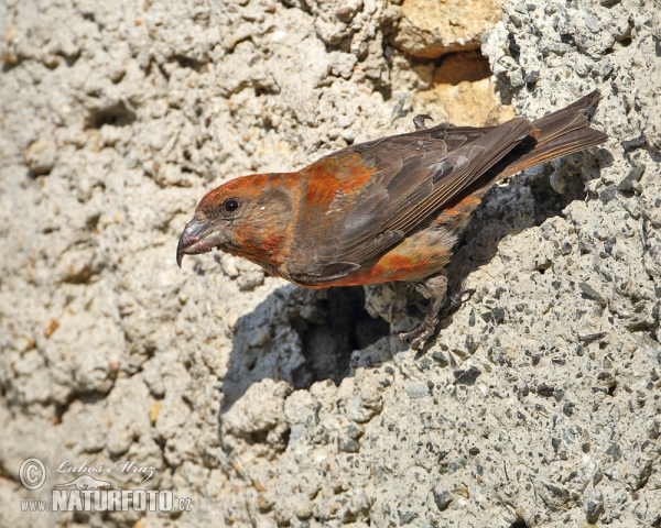 Red Crossbill (Loxia curvirostra)