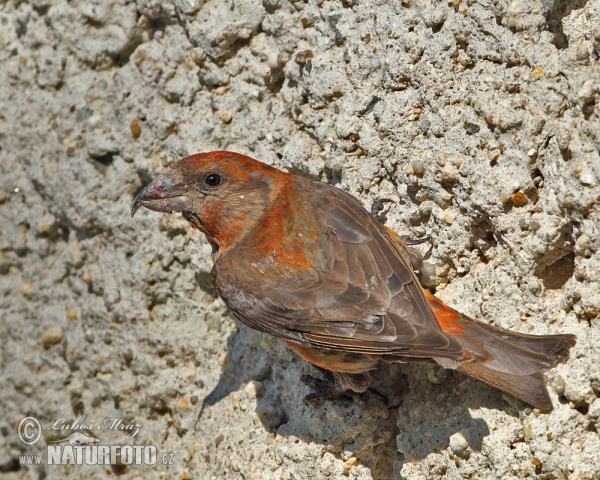 Red Crossbill (Loxia curvirostra)