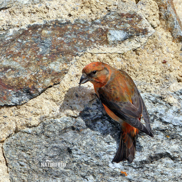 Red Crossbill (Loxia curvirostra)