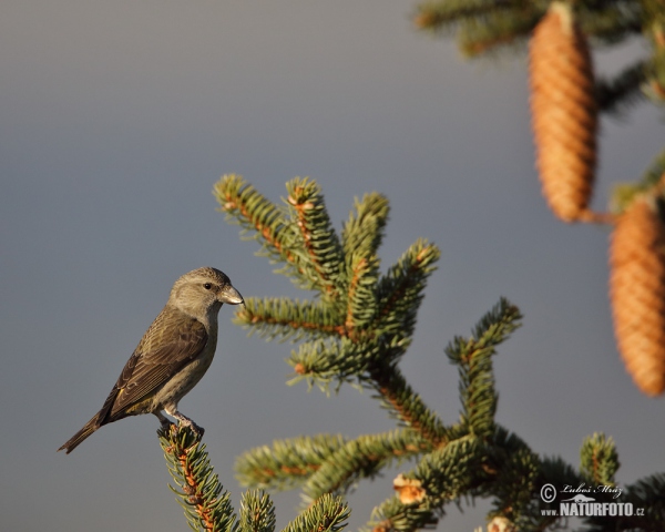 Red Crossbill (Loxia curvirostra)