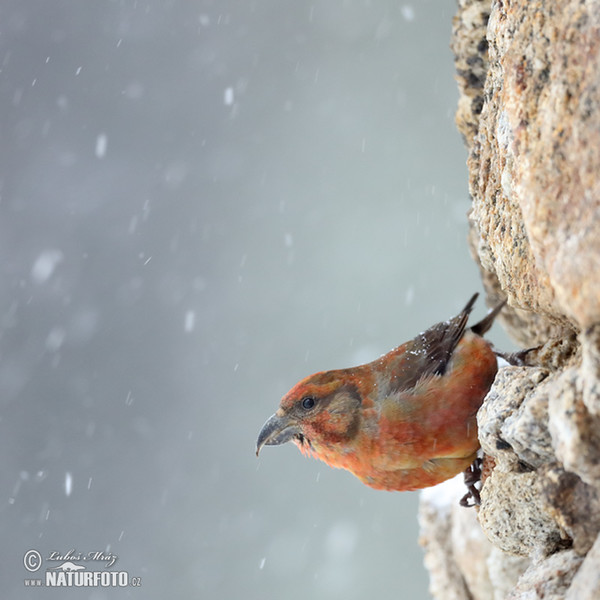 Red Crossbill (Loxia curvirostra)