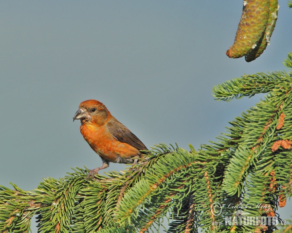 Red Crossbill (Loxia curvirostra)