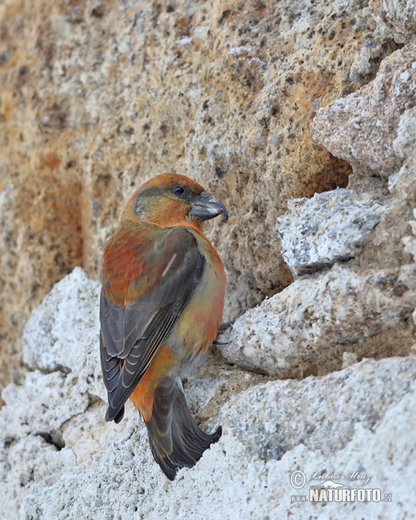 Red Crossbill (Loxia curvirostra)