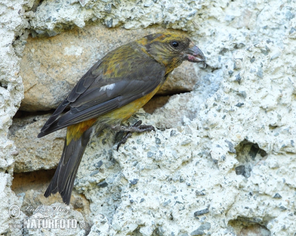 Red Crossbill (Loxia curvirostra)