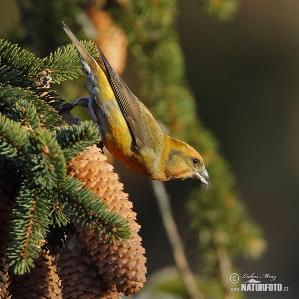 Red Crossbill (Loxia curvirostra)