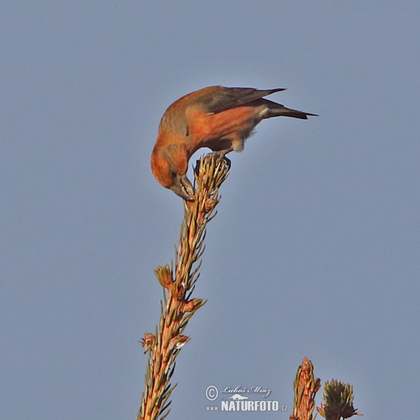 Red Crossbill (Loxia curvirostra)