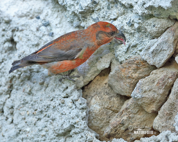 Red Crossbill (Loxia curvirostra)