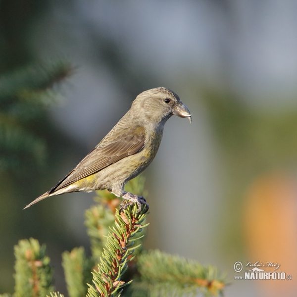 Red Crossbill (Loxia curvirostra)