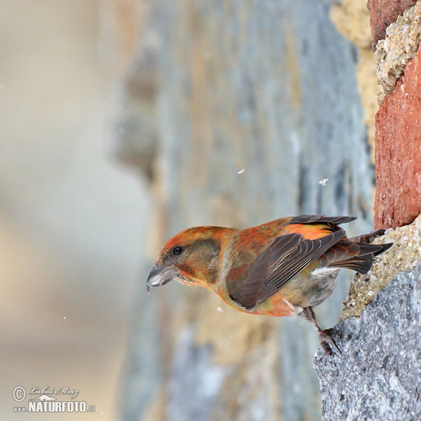 Red Crossbill (Loxia curvirostra)