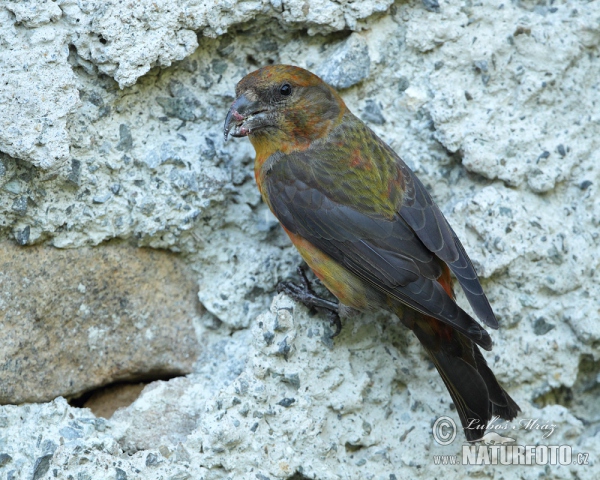 Red Crossbill (Loxia curvirostra)