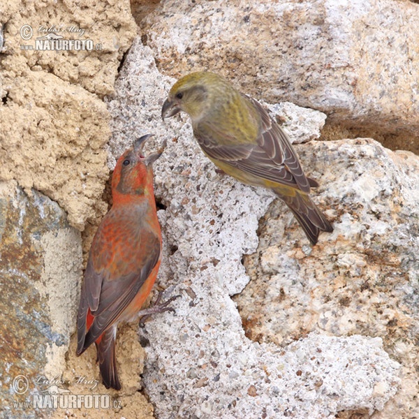 Red Crossbill (Loxia curvirostra)