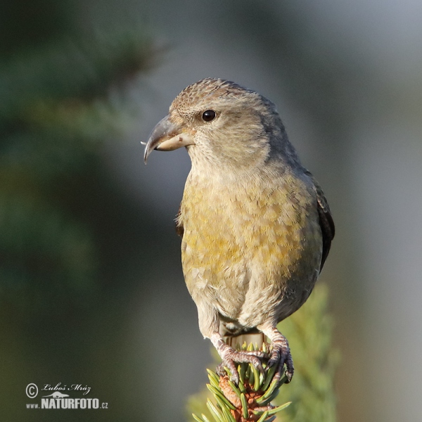 Red Crossbill (Loxia curvirostra)