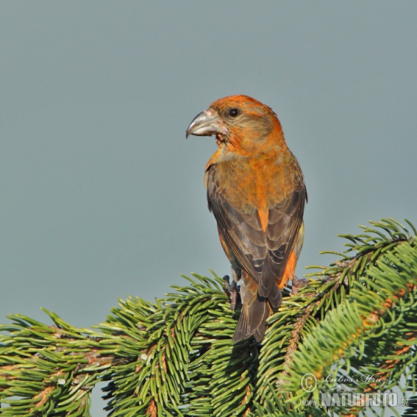 Red Crossbill (Loxia curvirostra)