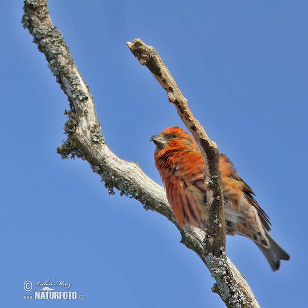 Red Crossbill (Loxia curvirostra)