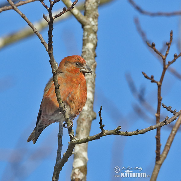 Red Crossbill (Loxia curvirostra)