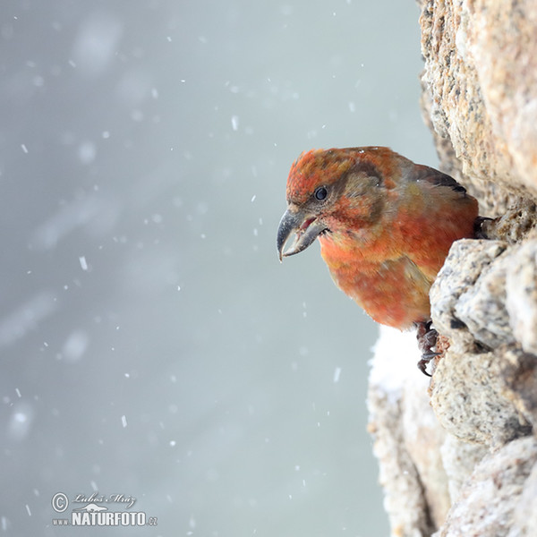 Red Crossbill (Loxia curvirostra)