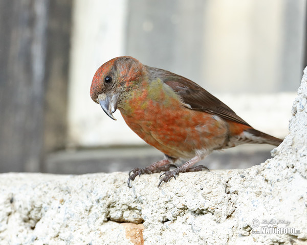 Red Crossbill (Loxia curvirostra)