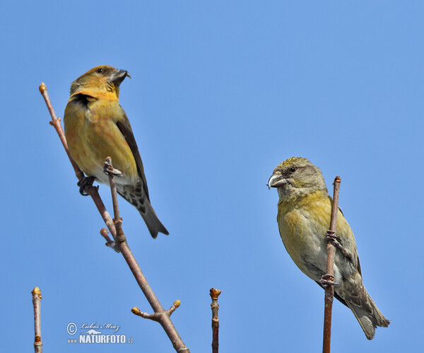 Red Crossbill (Loxia curvirostra)