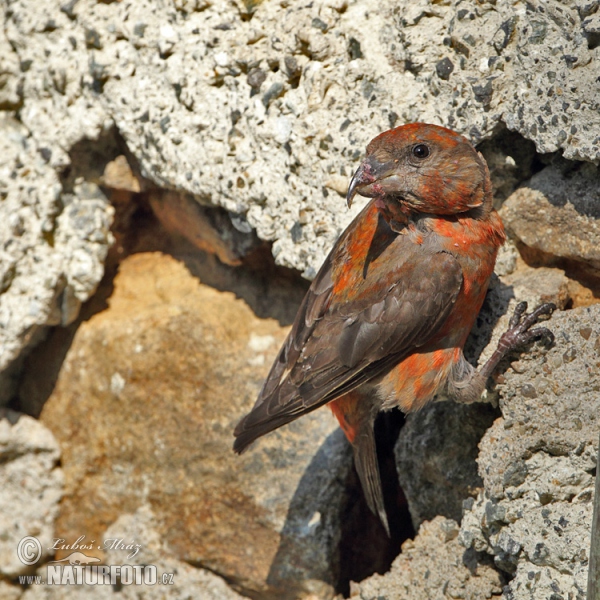 Red Crossbill (Loxia curvirostra)