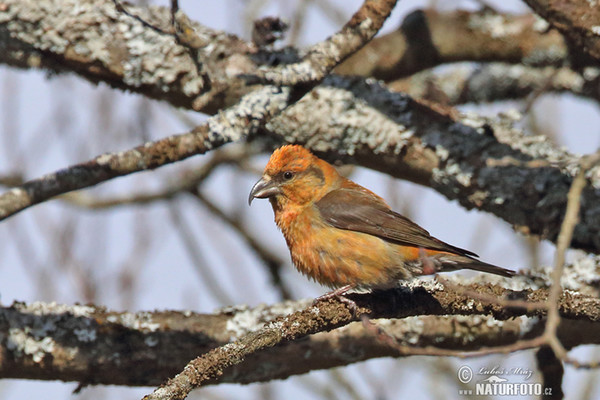 Red Crossbill (Loxia curvirostra)