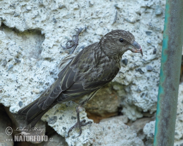 Red Crossbill (Loxia curvirostra)