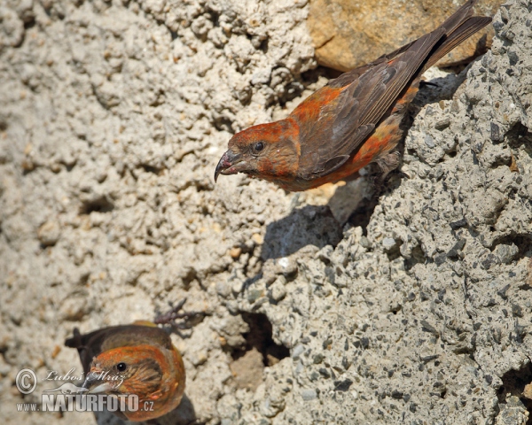 Red Crossbill (Loxia curvirostra)