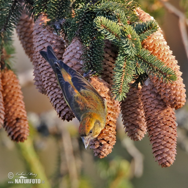 Red Crossbill (Loxia curvirostra)