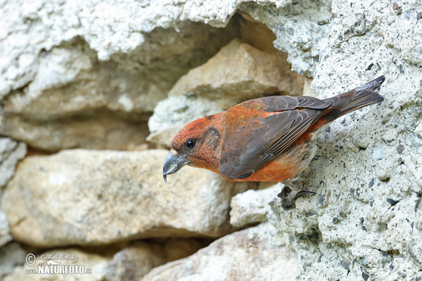 Red Crossbill (Loxia curvirostra)