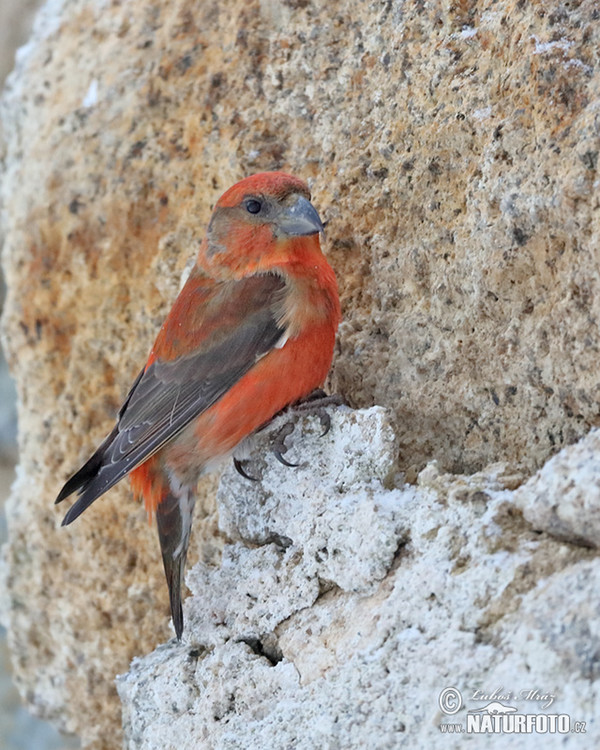 Red Crossbill (Loxia curvirostra)