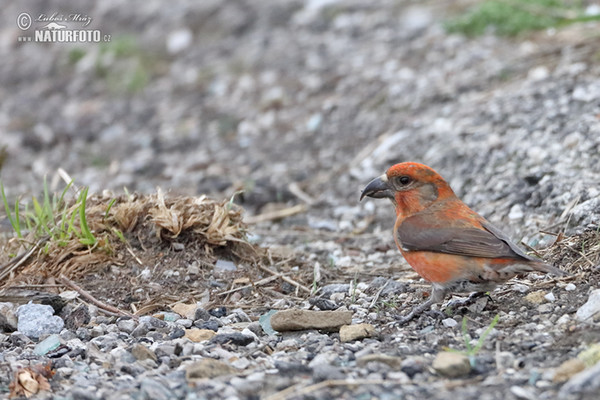 Red Crossbill (Loxia curvirostra)