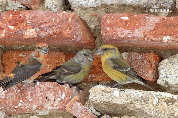 Red Crossbill (Loxia curvirostra)