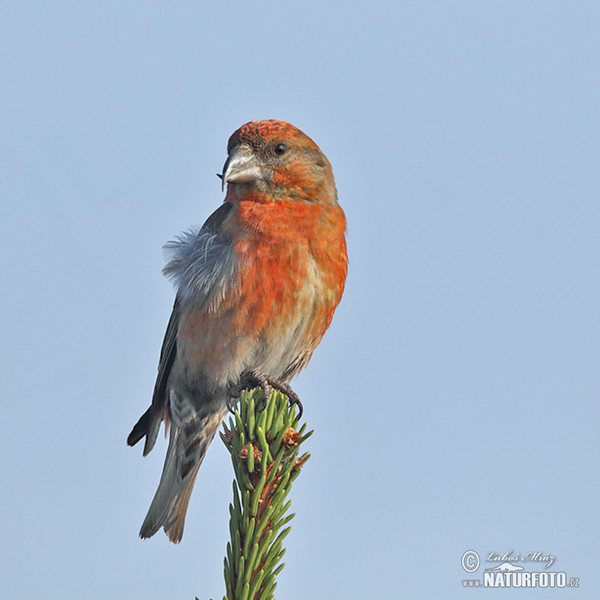 Red Crossbill (Loxia curvirostra)