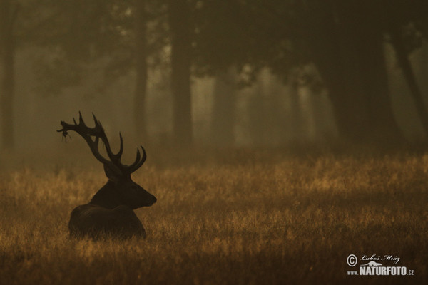 Red Deer (Cervus elaphus)