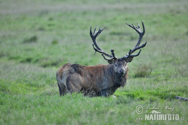 Red Deer (Cervus elaphus)