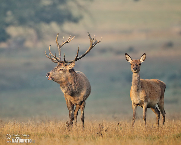 Red Deer (Cervus elaphus)