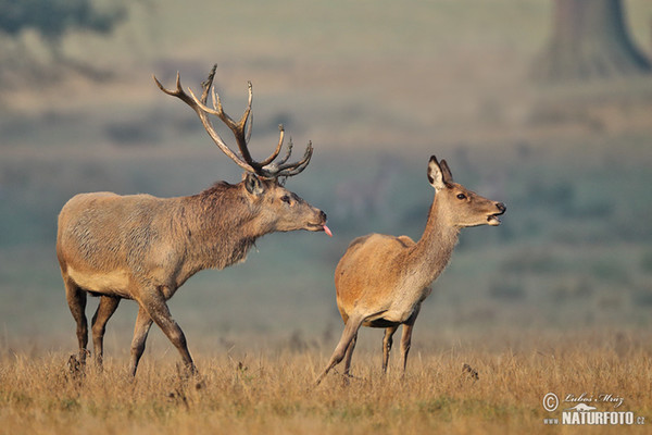 Red Deer (Cervus elaphus)