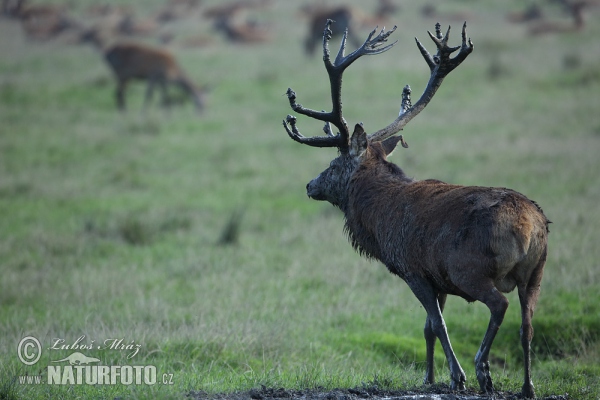 Red Deer (Cervus elaphus)