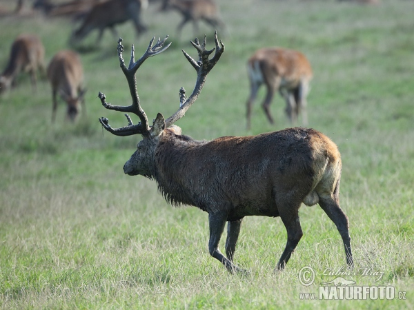 Red Deer (Cervus elaphus)