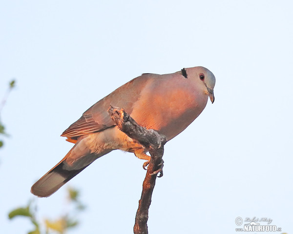 Red-eyed Dove (Streptopelia semitorquata)