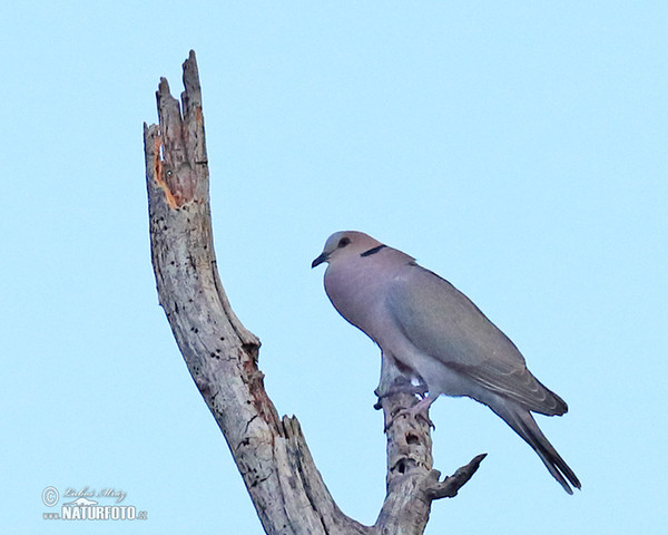 Red-eyed Dove (Streptopelia semitorquata)