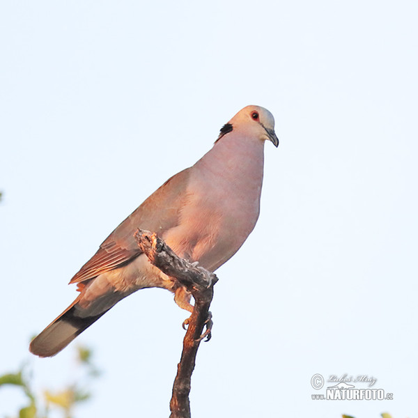 Red-eyed Dove (Streptopelia semitorquata)