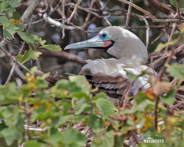 Red-footed Booby (Sula sula)