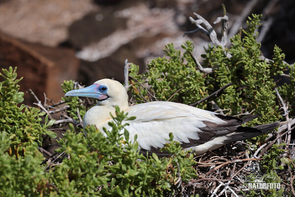 Red-footed Booby (Sula sula)