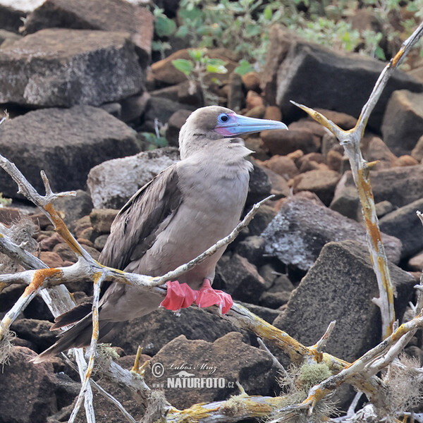 Red-footed Booby (Sula sula)