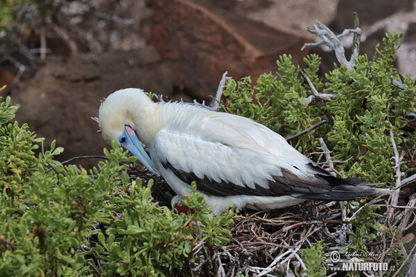 Red-footed Booby (Sula sula)