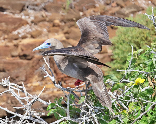 Red-footed Booby (Sula sula)