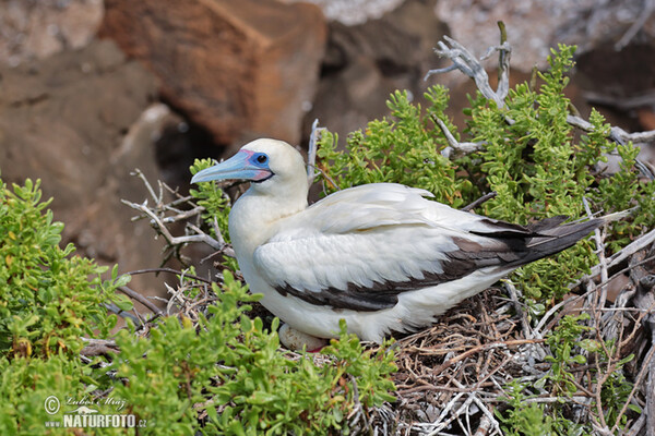 Red-footed Booby (Sula sula)